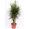 Dracaena marginata
