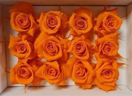 <h4>Ro Pres Mini Orange</h4>