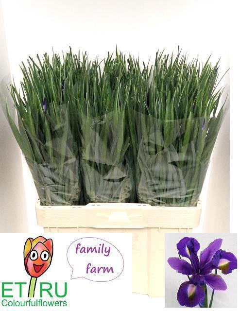 <h4>IRIS BLUE MAGIC</h4>