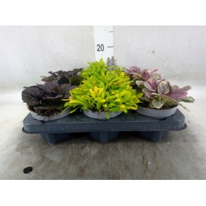 Ajuga  'Feath Friends'   ...mix