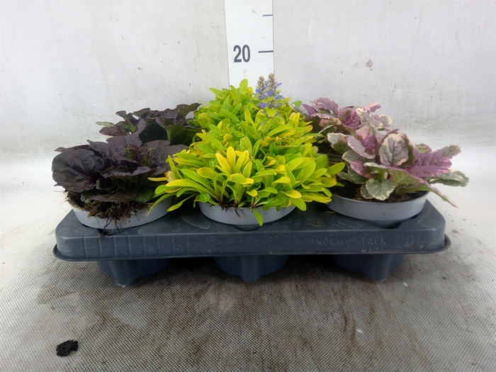 <h4>Ajuga  'Feath Friends'   ...mix</h4>