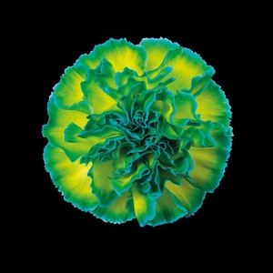 Dianthus St Double Mint