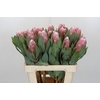 Protea Penny Pink