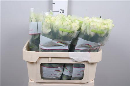 <h4>R Gr Athena</h4>