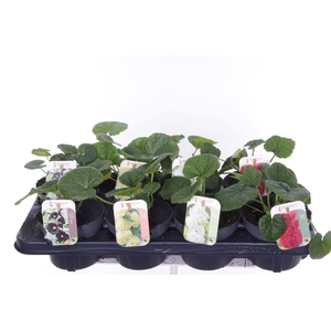 Alcea rosea Chart. Double Mix