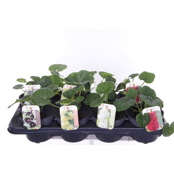 <h4>Alcea rosea Chart. Double Mix</h4>