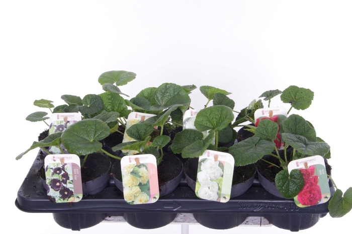 Alcea rosea Chart. Double Mix