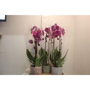 ** Phal Casc Fortune Teller 1 Br 6+ Keramiek