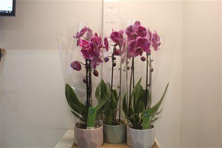 <h4>** Phal Casc Fortune Teller 1 Br 6+ Keramiek</h4>