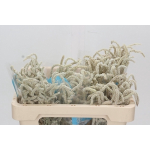 Amaranthus Yearming Desert