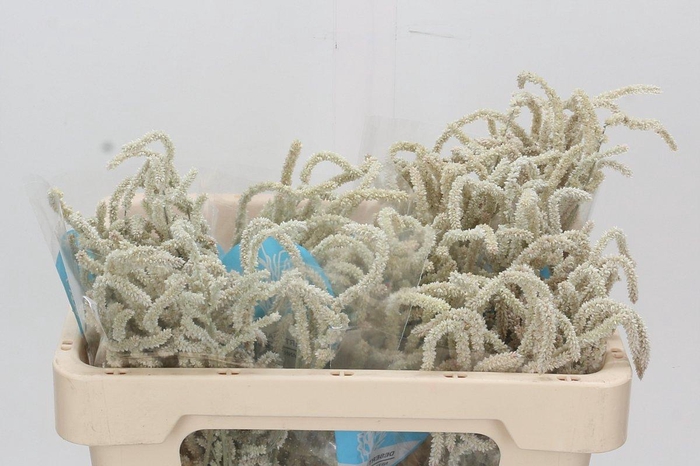 <h4>Amaranthus Yearming Desert</h4>