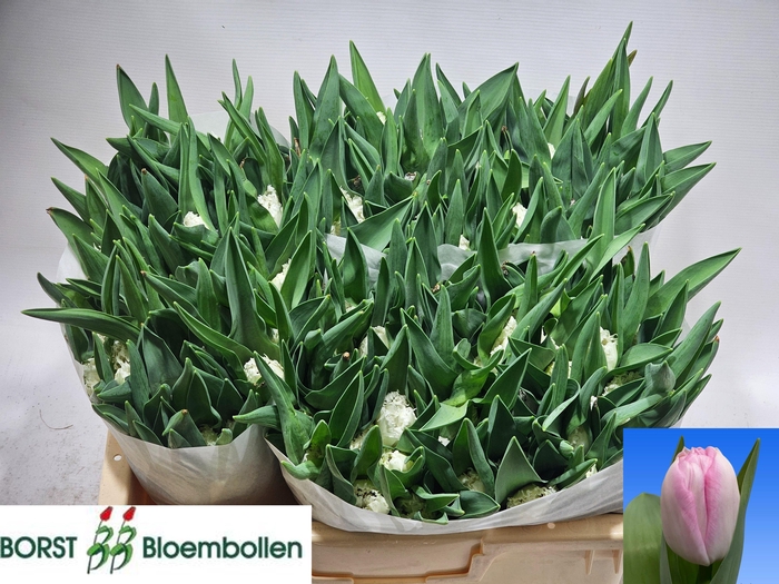 <h4>TU DU OBSESSION</h4>