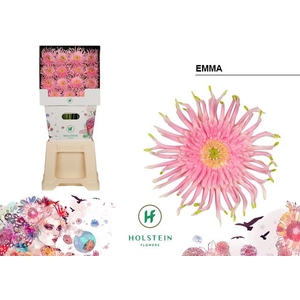 Gerbera Gerpasta Emma