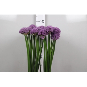 Allium Gladiator