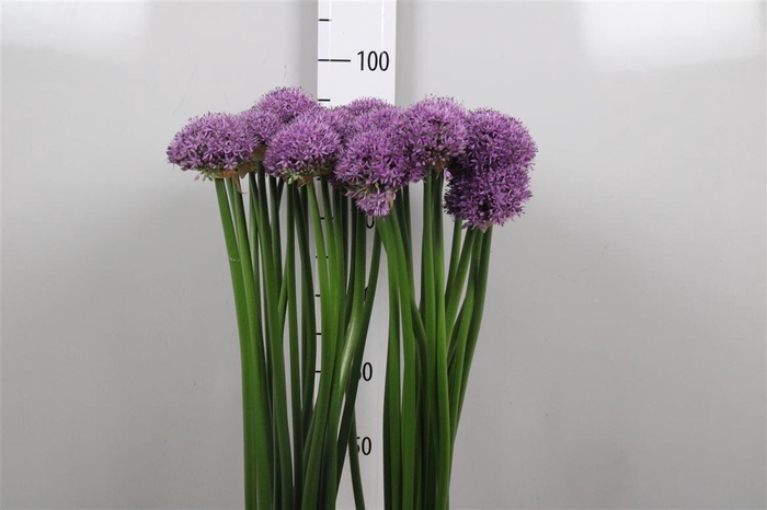 <h4>Allium Gladiator</h4>