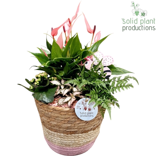 <h4>AT022 Babs Basket Large Pink Anthurium</h4>