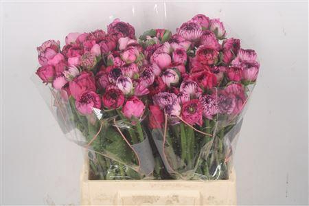 <h4>Ran El Pink Stripes</h4>