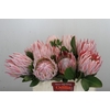 Protea Cynaroides