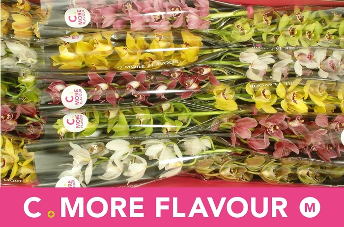 <h4>CYMB MI GEM</h4>