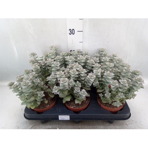 Crassula perforata 'Giant Form'