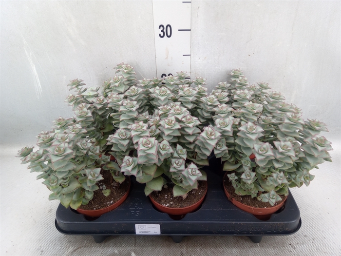 Crassula perforata 'Giant Form'