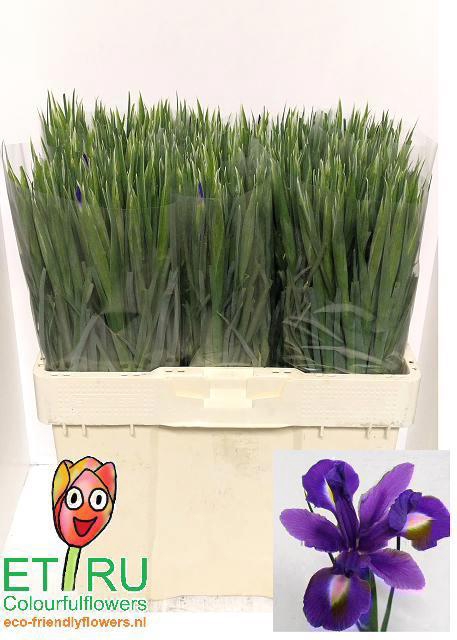<h4>IRIS BLUE MAGIC</h4>