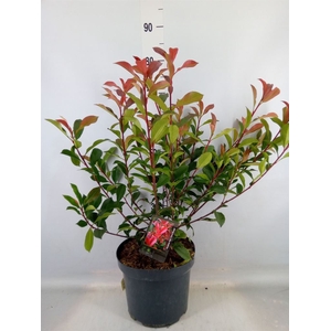 Photinia fraseri