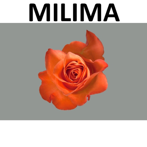 <h4>R GR MILIMA Boxes (V)</h4>