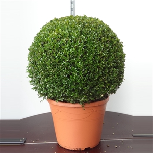 Buxus sempervirens bol 45