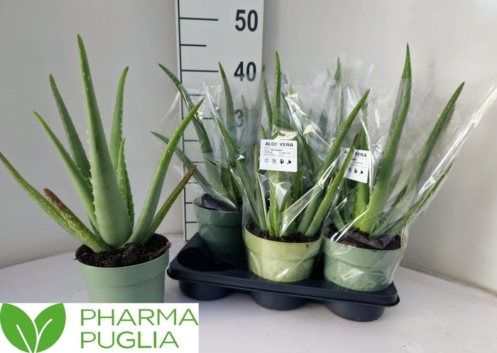 <h4>ALOE VERA</h4>