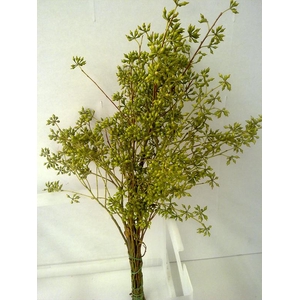 EUCA EXOTICA WITHOUT LEAVES 400GR