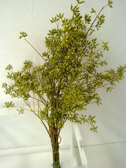 <h4>EUCA EXOTICA WITHOUT LEAVES 400GR</h4>