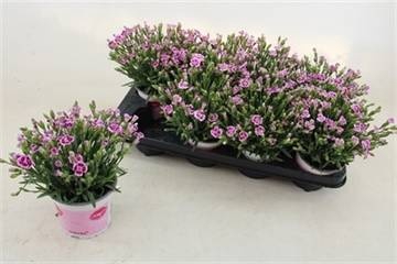 <h4>DIAN DI PINK KISSES</h4>