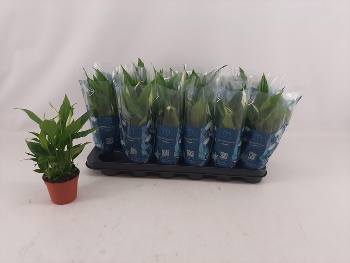 <h4>SPATH CHOPIN</h4>