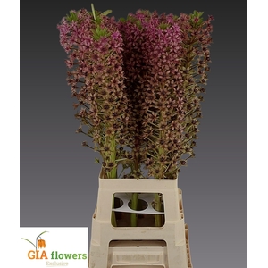 EUCOMIS OV