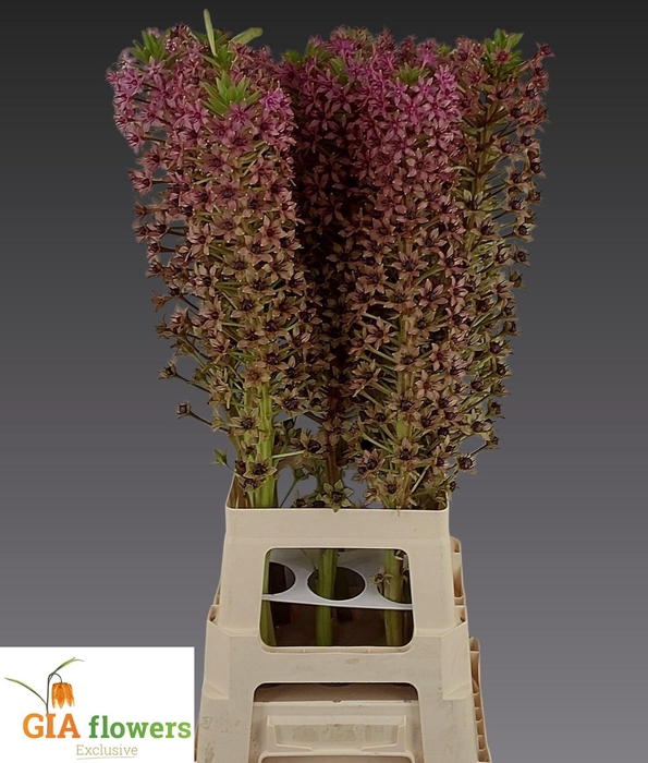 <h4>EUCOMIS OV</h4>