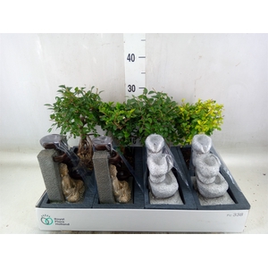 Bonsai   ...mix