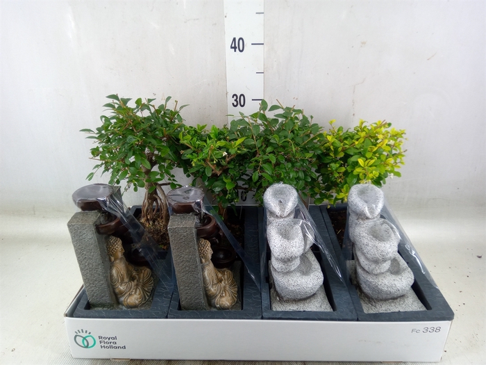 <h4>Bonsai   ...mix</h4>