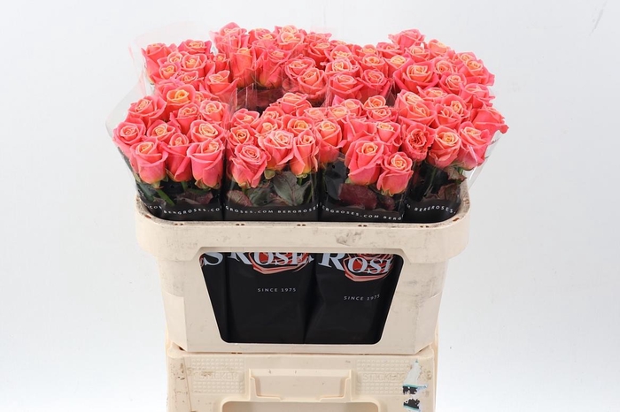 <h4>R Gr Miss Piggy+</h4>