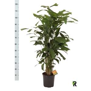 CARYOTA MITIS