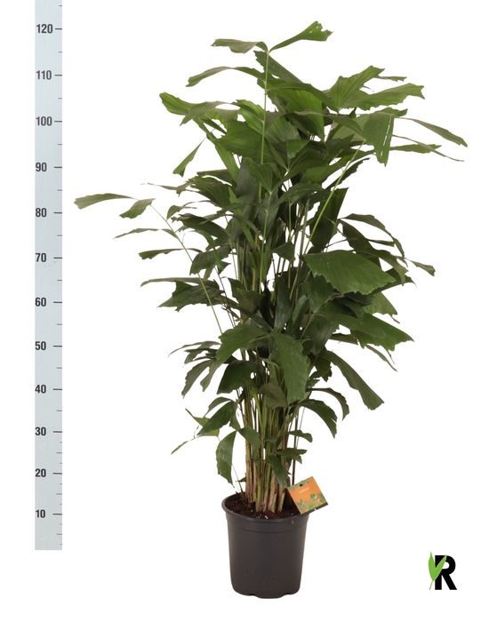 <h4>CARYOTA MITIS</h4>