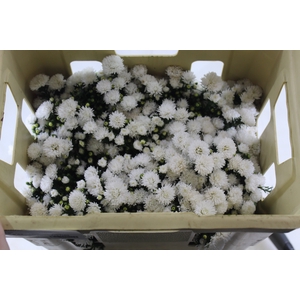 ASTER MARIANA 030 CM