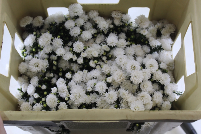 <h4>ASTER MARIANA 030 CM</h4>