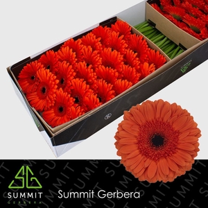 Gerbera Capella Doos