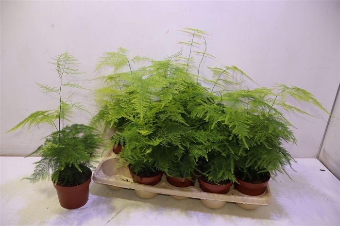 <h4>arr8 Aspar Setaceus</h4>