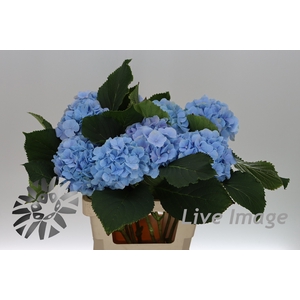 Hydrangea verena blue