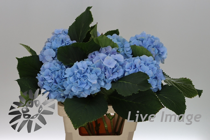 <h4>Hydrangea verena blue</h4>