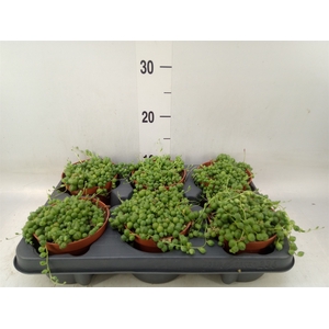 Senecio rowleyanus