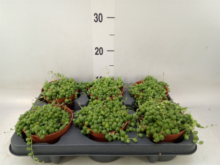 <h4>Senecio rowleyanus</h4>