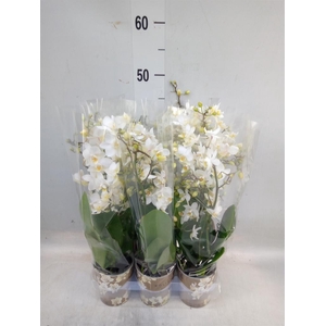 Phalaenopsis multi.   ...white
